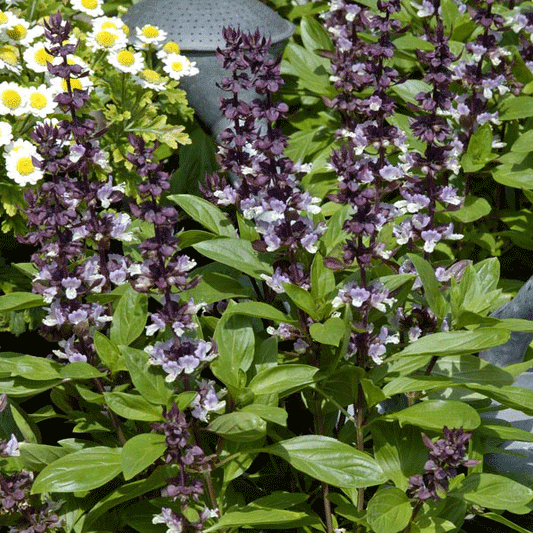 Suffolk Herbs Basil Queen of Sheba