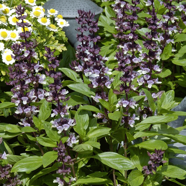 Suffolk Herbs Basil Queen of Sheba