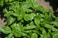 Kings Seeds Herb Basil British