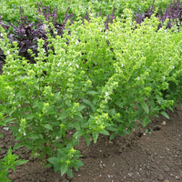 Suffolk Herbs Basil Bush