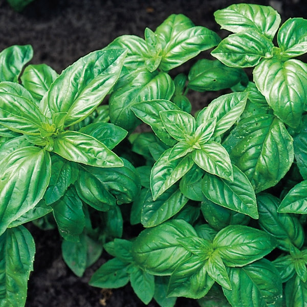 Kings Seeds Herb Basil Classic Italian