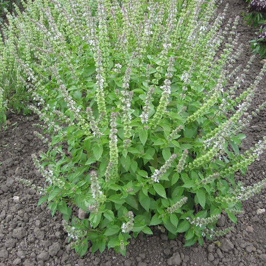 Suffolk Herbs Basil Lemon