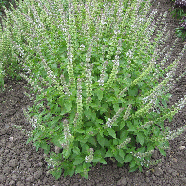 Suffolk Herbs Basil Lemon