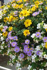 Assorted Basket Plants