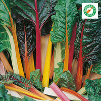 Kings Seeds Beet, Leaf Rainbow Chard