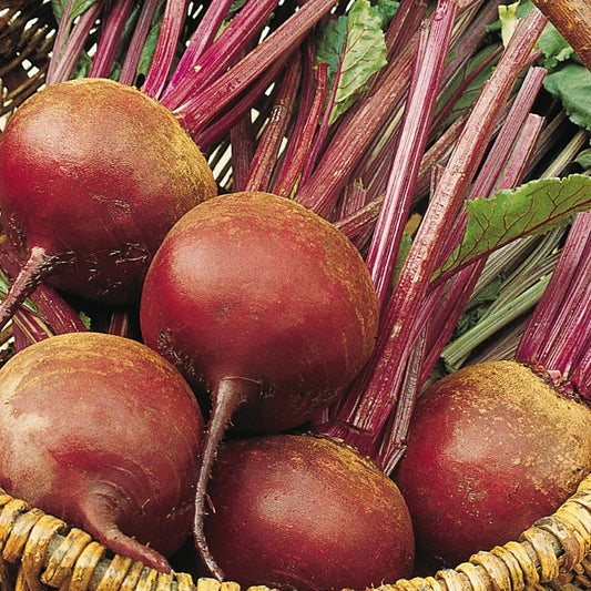 Suffolk Herbs ORGANIC SEEDS Beetroot Bolivar