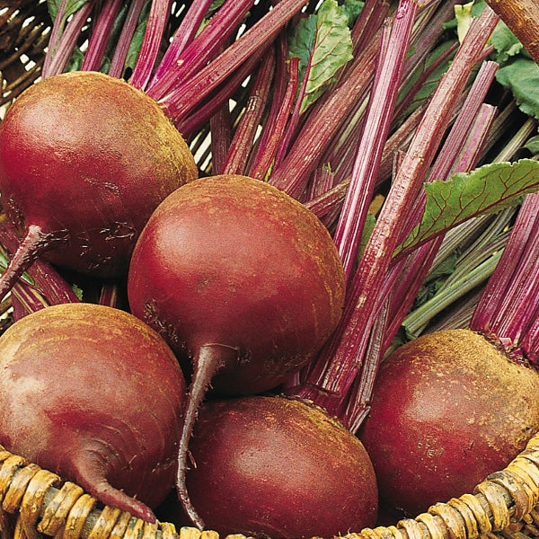 Suffolk Herbs ORGANIC SEEDS Beetroot Bolivar