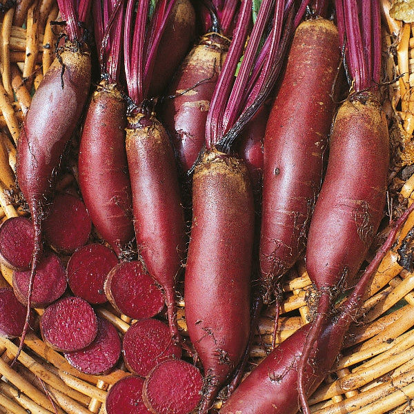 Kings Seeds Beetroot Cylindra