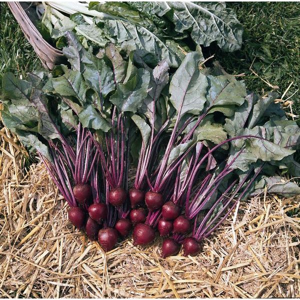 Kings Seeds Beetroot Pablo F1