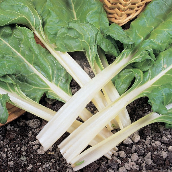 Kings Seeds Beet, Leaf Swiss Chard