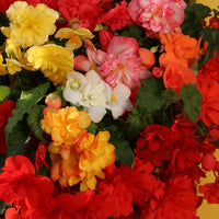 Kings Seeds Begonia tuberhybrida Chanson Mixed F1