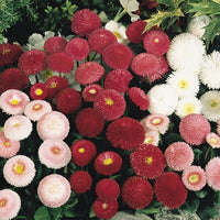 Kings Seeds Bellis perennis Tasso Mixed