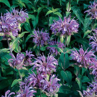 Suffolk Herbs Bergamot Mixed