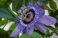 Passiflora Betty Myles Young