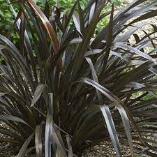 Phormium Platt's Black