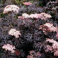 Sambucus nigra Black Lace