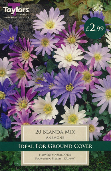 Anemone Blanda Mix