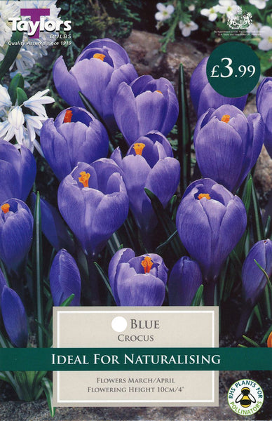 Crocus Blue