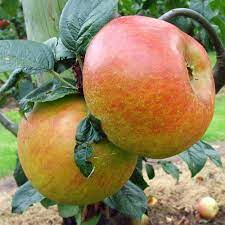 Apple Blenheim Orange