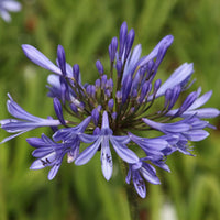 Agapanthus africanus 'Blue'