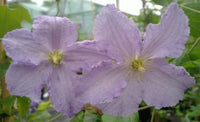 Clematis Blue Angel