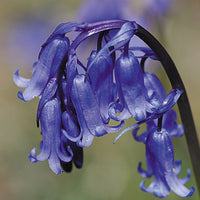 Kings Seeds Wild Flower English Bluebell