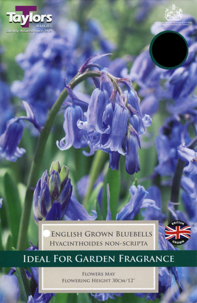 Hyacinthoides Non-Scripta (English Grown Bluebells)