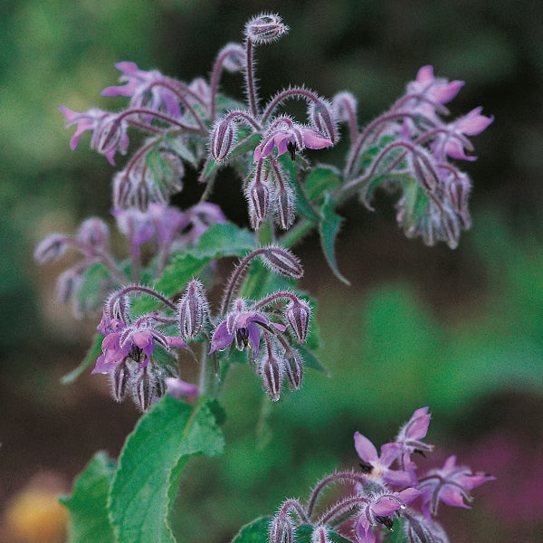 Suffolk Herbs Borage