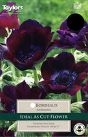 Anemone Bordeaux