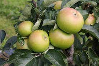 Apple Bramley 20