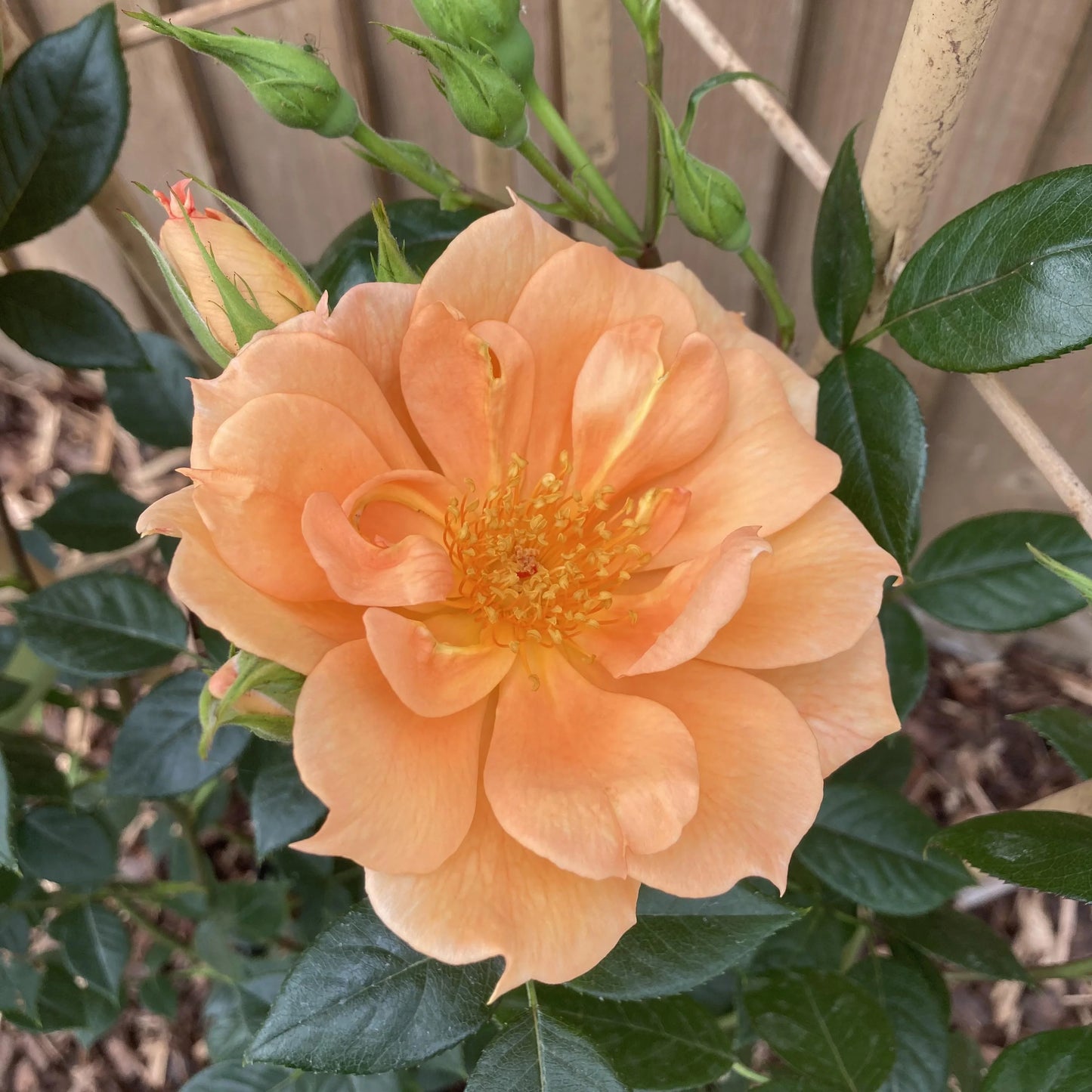 Rose 'Bridge Of Sighs'