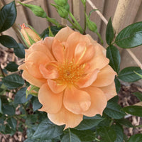 Rose 'Bridge Of Sighs'