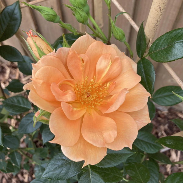 Rose 'Bridge Of Sighs'