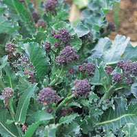 Kings Seeds Broccoli Purple Sprouting