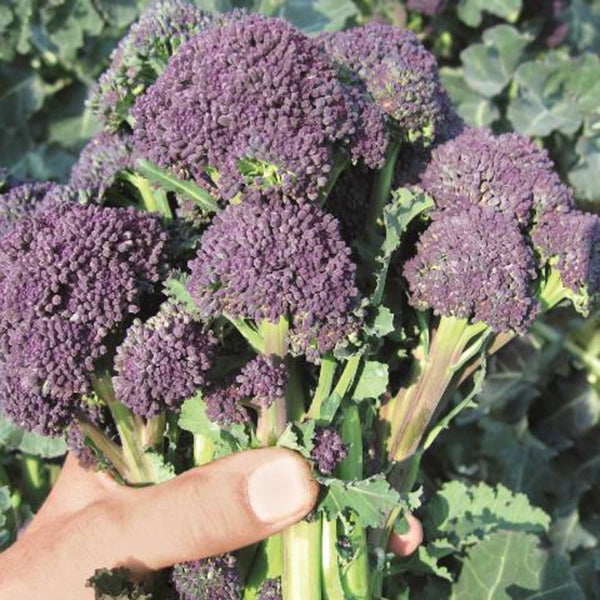 Suffolk Herbs ORGANIC SEEDS Broccoli Purple Sprouting Santee