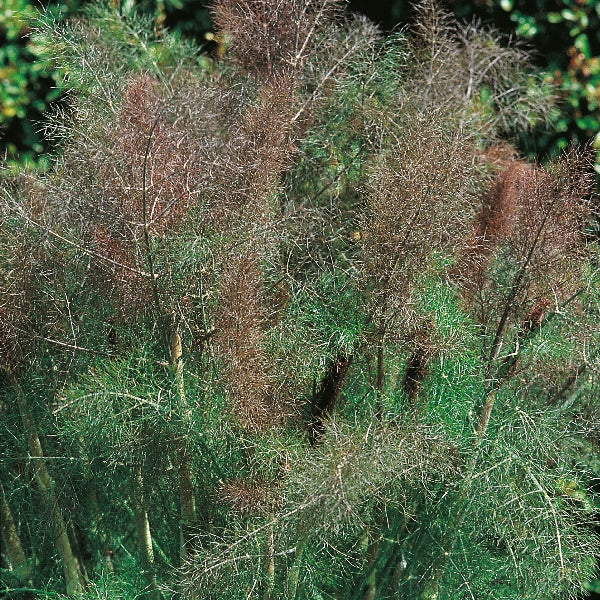 Suffolk Herbs Bronze Fennel