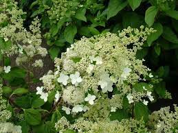 Hydrangea paniculata Brussels Lace