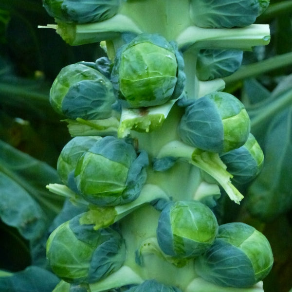 Kings Seeds Brussel Sprouts Brodie F1