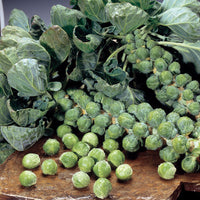 Kings Seeds Brussels Sprout Maximus F1