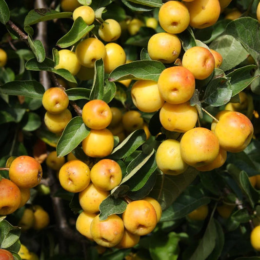 Malus Butterball Patio