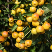 Malus Butterball Patio