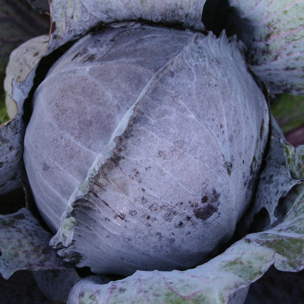 Suffolk Herbs ORGANIC SEEDS Cabbage Langedijker Bewaar 2