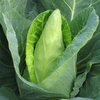 Kings Seeds Cabbage Caraflex F1