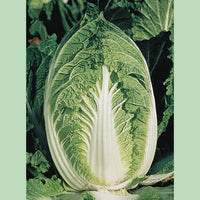 Kings Seeds Cabbage Chinese Yuki F1