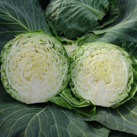 Kings Seeds Cabbage Kalibro F1