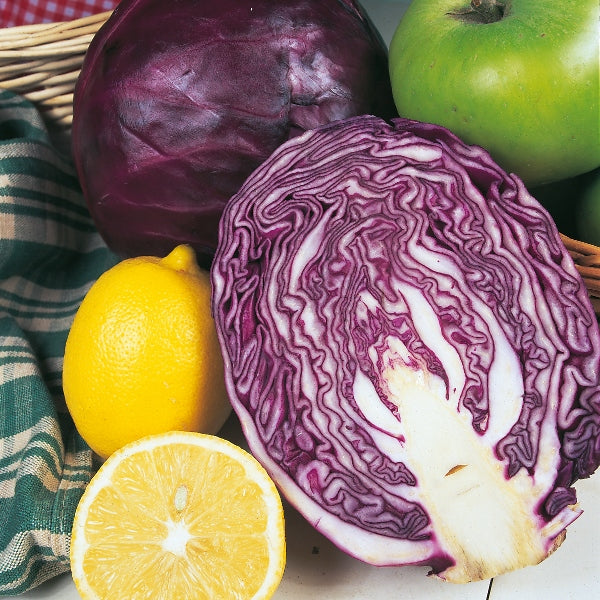 Kings Seeds Cabbage Red Drumhead