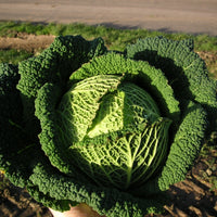 Kings Seeds Cabbage Savoy Resolution