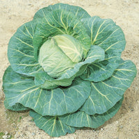 Kings Seeds Cabbage Spring Hero F1