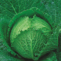 Kings Seeds Cabbage Tundra