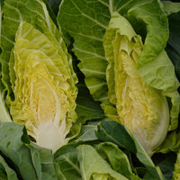 Kings Seeds Cabbage Winter Green (Spring Greens)